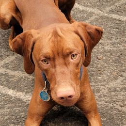 Palinka - Vizsla
