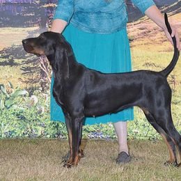 Mari - Black and Tan Coonhound