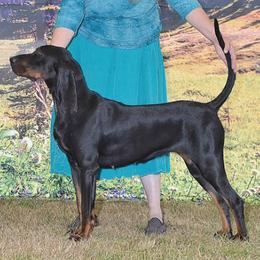 Mari - Black and Tan Coonhound
