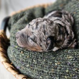 Bernedoodle Puppies from Whispering Aspen Homestead