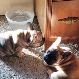 French Bulldog Puppies from 4 Leaf Frenchies