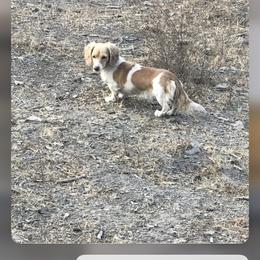 Crickett - Dachshund