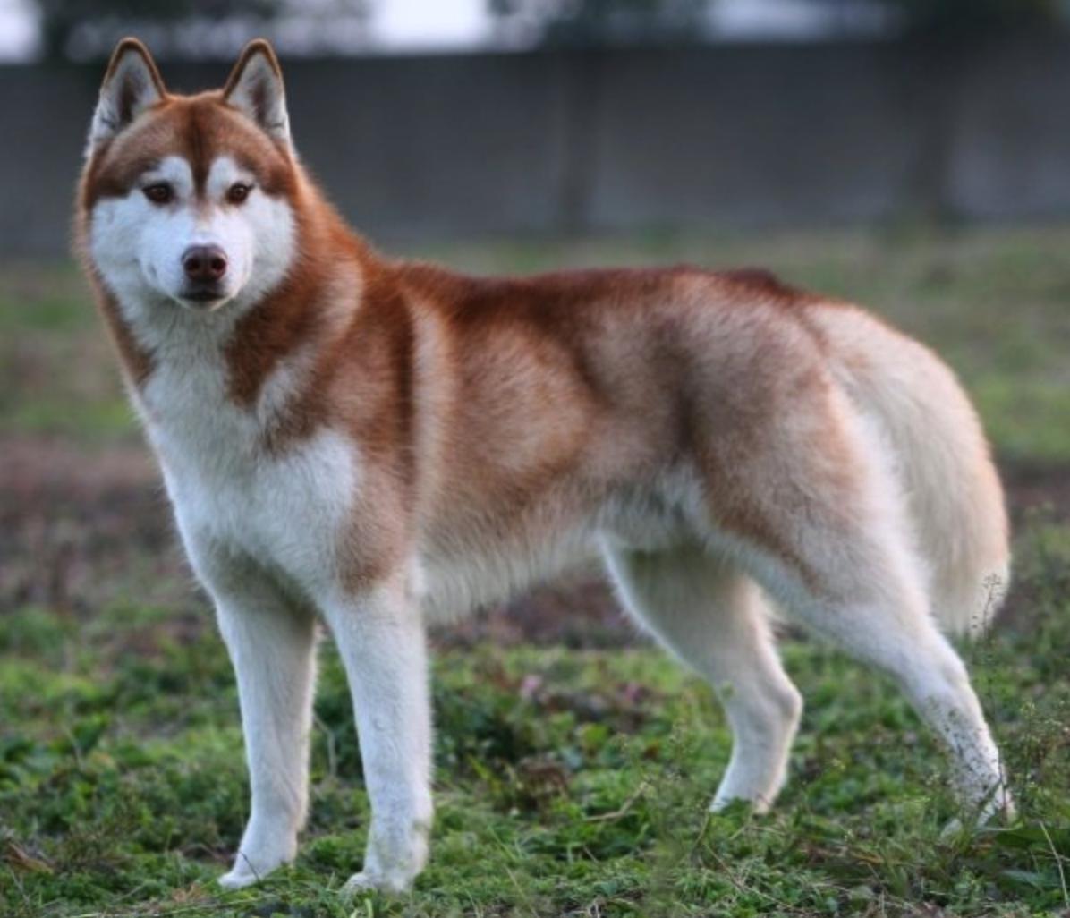 Kristari Siberians in Tennessee | Siberian Husky puppies | Good Dog