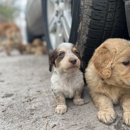 Dachshund and Golden Retriever Puppies from Wyo Dachshunds & Goldens