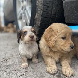 Dachshund and Golden Retriever Puppies from Wyo Dachshunds & Goldens