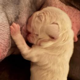 Solo - White male French Bulldog puppy in Coatesville, Pennsylvania from The Chipper Frenchie