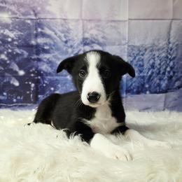 Fred Buckle - Black and white male Border Collie puppy in Avilla, Indiana from Borderline Kennels
