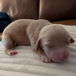 Cyrus - Red male Dachshund puppy in Kitty Hawk, North Carolina from Dare Devil Dachshunds