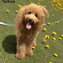 Teresa - Goldendoodle
