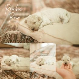 Rainbow Row - Brown and white female Aussiedoodle puppy in Inman, South Carolina from Dark Corner Doodles