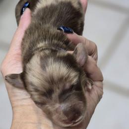 Candy - Chocolate and cream female Dachshund puppy in Oklahoma City, Oklahoma from OkieDoxieland Dachshunds