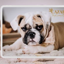 Emerald - Bulldog puppy in Sabinal, Texas from Cazares Royal Lineage Bulldogs