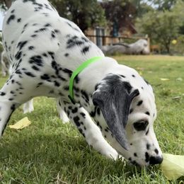 Demeter - White and black female Dalmatian puppy in Albuquerque, New Mexico from Storm & Blue's Dalmatian Pups