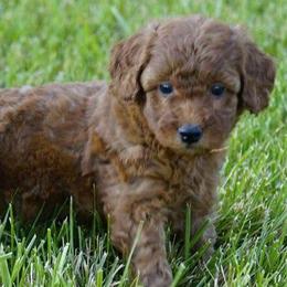 Goldendoodle puppies from Creation Goldedoodles