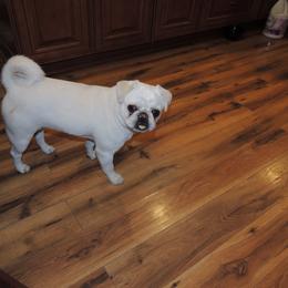 Pug All Grown Up from Loda's Pugs