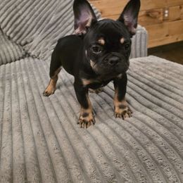 Gizmo - Cream male French Bulldog puppy in Lancaster, Ohio from FarmHouse Frenchies