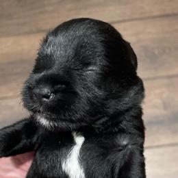 Stormy - Black male Miniature Schnauzer puppy in Interlachen, Florida from Pam's Schnauzers