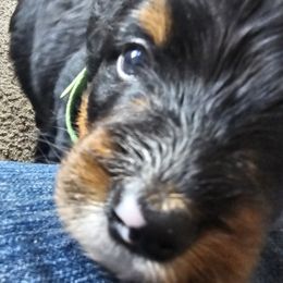 Bernedoodle Puppies from Joyful Pastures Homestead