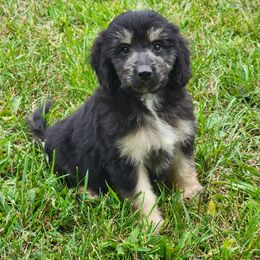 Aussiedoodle, Bernedoodle, and Poodle Puppies from Awesome Paws