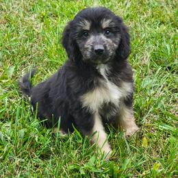 Aussiedoodle, Bernedoodle, and Poodle Puppies from Awesome Paws