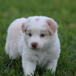 Gold boy 3 - Gold male Border Collie puppy in Tylertown, Mississippi from Cool Meadow Farms