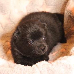 Schipperke Puppies from Walking Hart Schipperkes