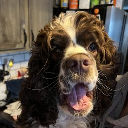 Dottie - Cocker Spaniel