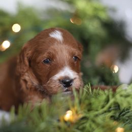 Hank - Apricot male Goldendoodle puppy in Stevens, Pennsylvania from Pebble Paws Lane