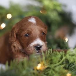 Hank - Apricot male Goldendoodle puppy in Stevens, Pennsylvania from Pebble Paws Lane