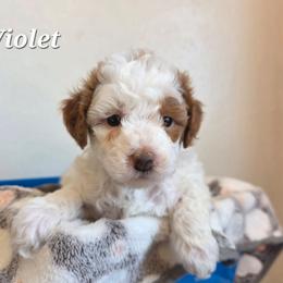 Violet - Parti female Poodle puppy in Blackfoot, Idaho from Draper Mountain Doodles
