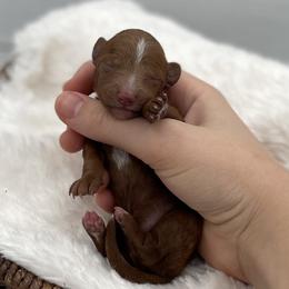 Ivy - Red  female Goldendoodle puppy in Kansas City, Kansas from Bella & Ivy’s Mini Goldendoodles of KC