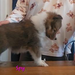 Shetland Sheepdog Puppies from Fawn Lane Shetland Sheepdogs
