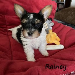 Yorkshire Terrier Puppies from Sweet Creations Yorkies