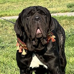 Pele - Mastiff