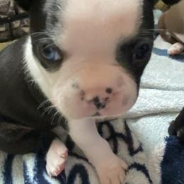 Darla (Ms Ross) - Black and white female Boston Terrier puppy in Murrells Inlet, South Carolina from Inlet Boston Terriers