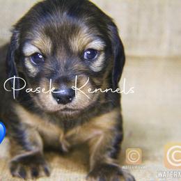 Dachshund Puppies from Pasek Kennels