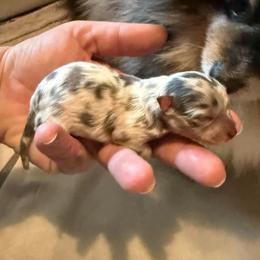 Pearl - Blue merle female Pomeranian puppy in El Sobrante, California from Little Lovers Kennels, LLC