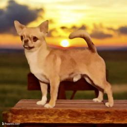 RD - Chihuahua