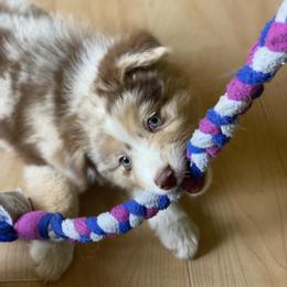 Australian Shepherd Puppies from Echolight Australian Shepherds