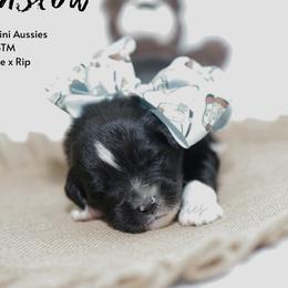 Winslow - Black Bi - Black male Miniature Australian Shepherd puppy in Nacogdoches, Texas from TK Standard, Mini, & Toy Aussies