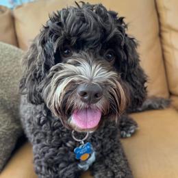 Penny - Australian Labradoodle