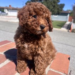 Girl 1 - Red  female Poodle puppy in Riverside, California from Poodles and Frenchies
