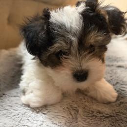 Chloe - Black & tan tri-color female Morkie puppy in Spanaway, Washington from Sabrina's Morkie Poo’s