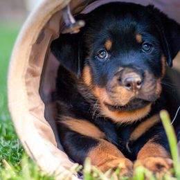 Rottweiler Puppies from Happy Rottweilers