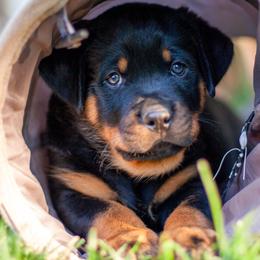 Rottweiler Puppies from Happy Rottweilers