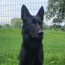 German Shepherds from Mariya's German Shepherds