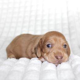 Celia - Dapple female Dachshund puppy in Fairfax, Iowa from Grayson’s Lovable Dachshunds
