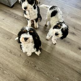 Aussiedoodle All Grown Up from Iron Doodles