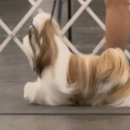Biewer Terriers and Shih Tzus from Miralan Shih Tzu/ Biewer Terrier