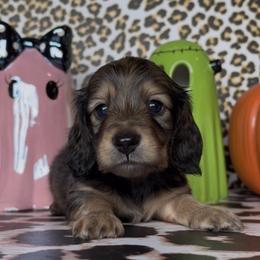 Wishbone - Red male Dachshund puppy in Floresville, Texas from Muddy River Dachshunds